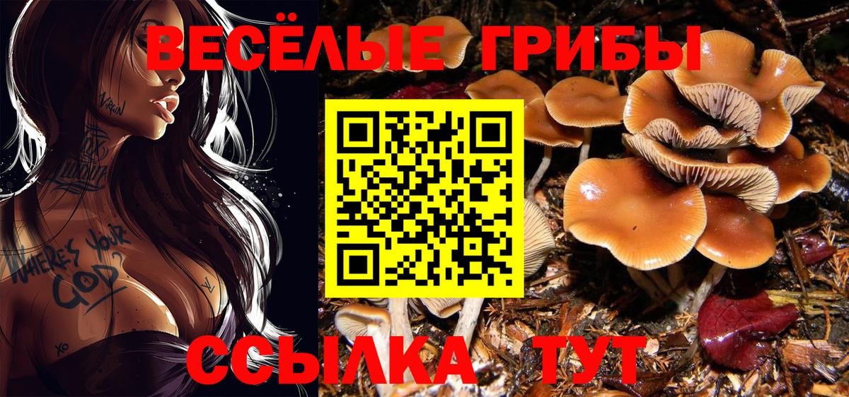 Галлюциногенные грибы Psilocybine cubensis Балаково